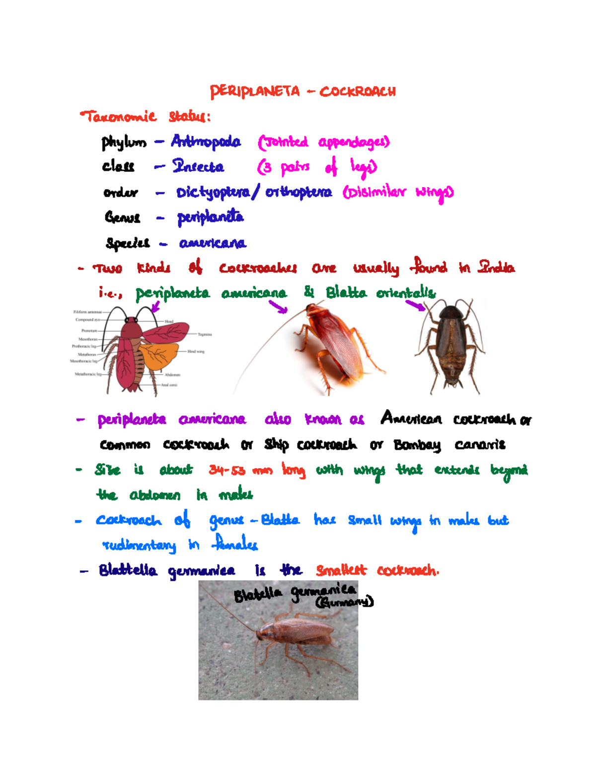 Cockroach Arthropoda Diagram