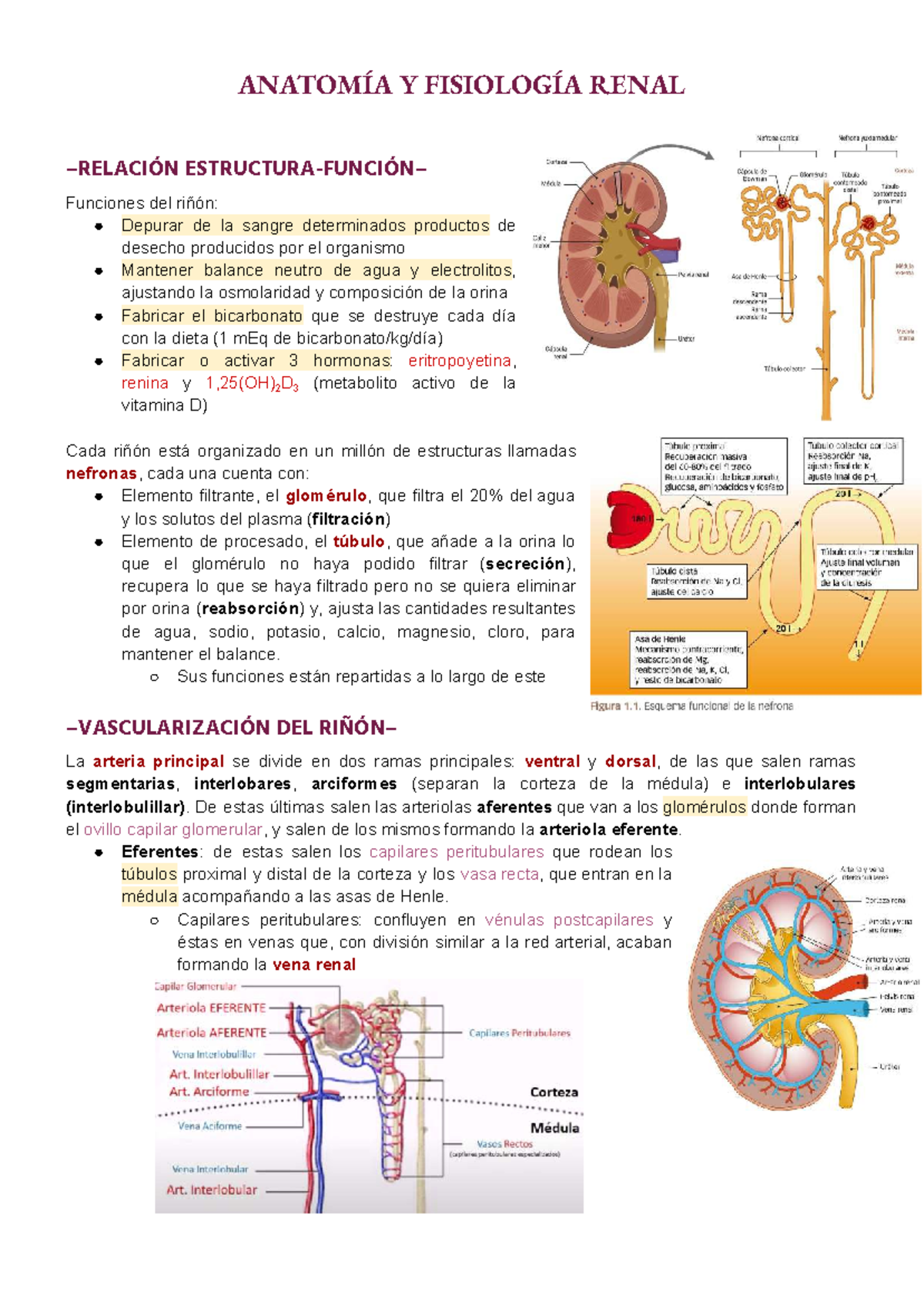 ANATOMÍA Y FISIOLOGÍA RENAL: Funciones y Estructuras Clave del Riñón ...