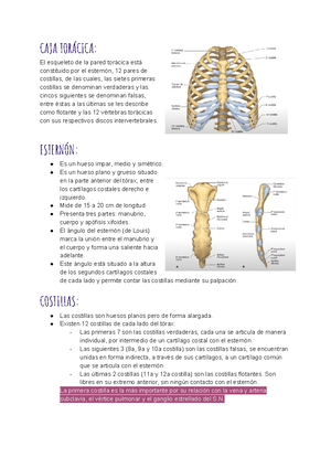 Temario 2 Cara y Cuello - CRÁNEO La línea de Poirier separa la calota ...