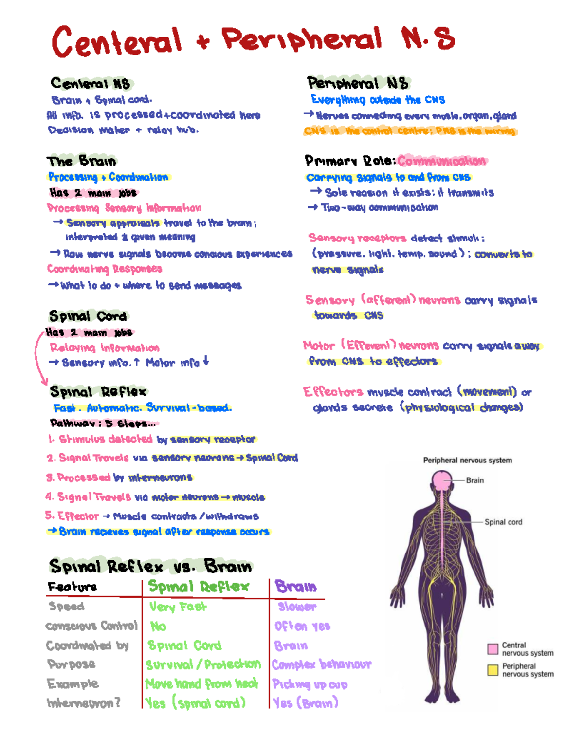 CNS and PNS Overview - Key Notes for Study - Studocu
