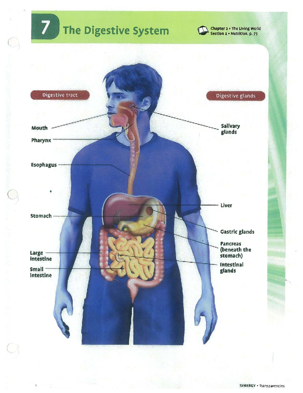 Chapter 2: The Digestive System - Diagram & Key Components - Studocu