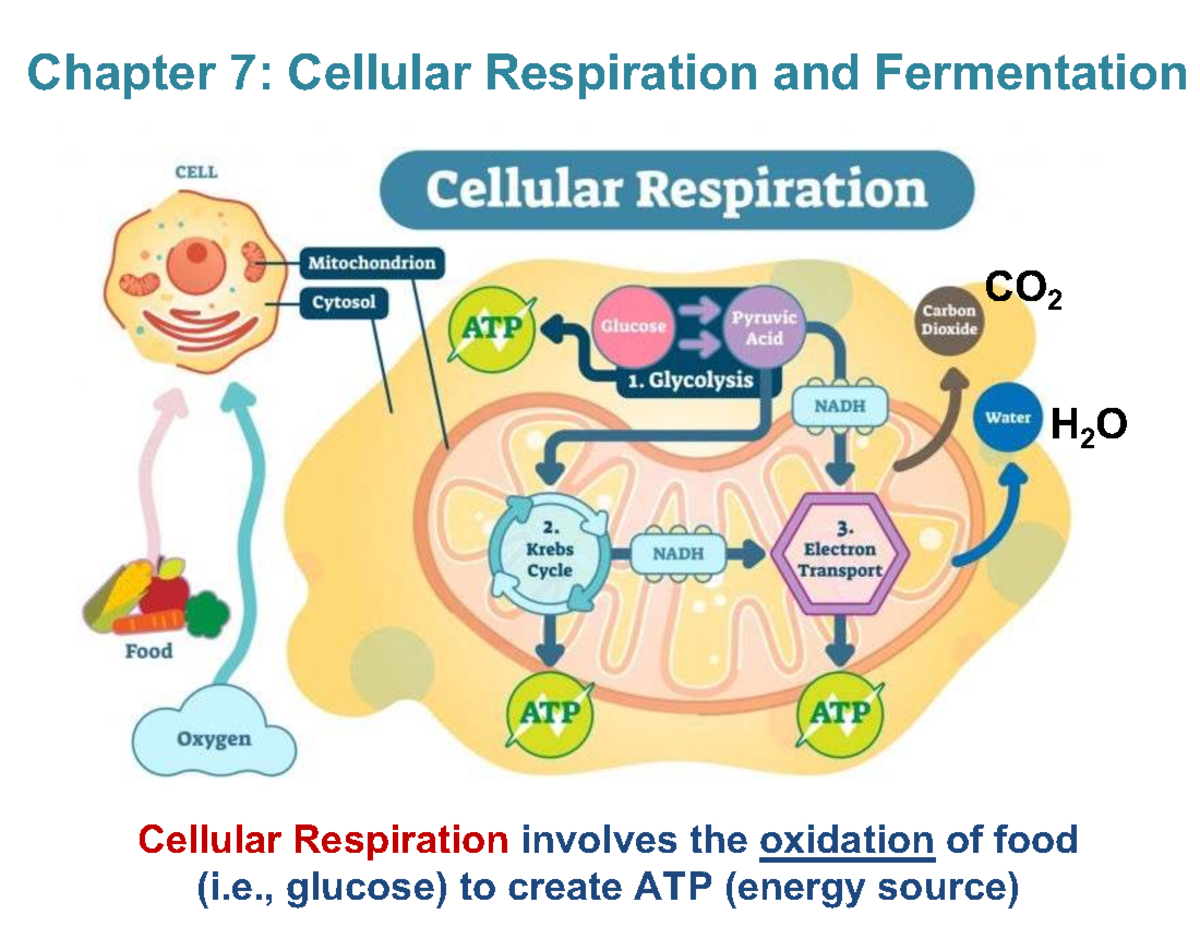 Cellular Respiration: Processes and Energy Yield (BIOL 31158287 ...