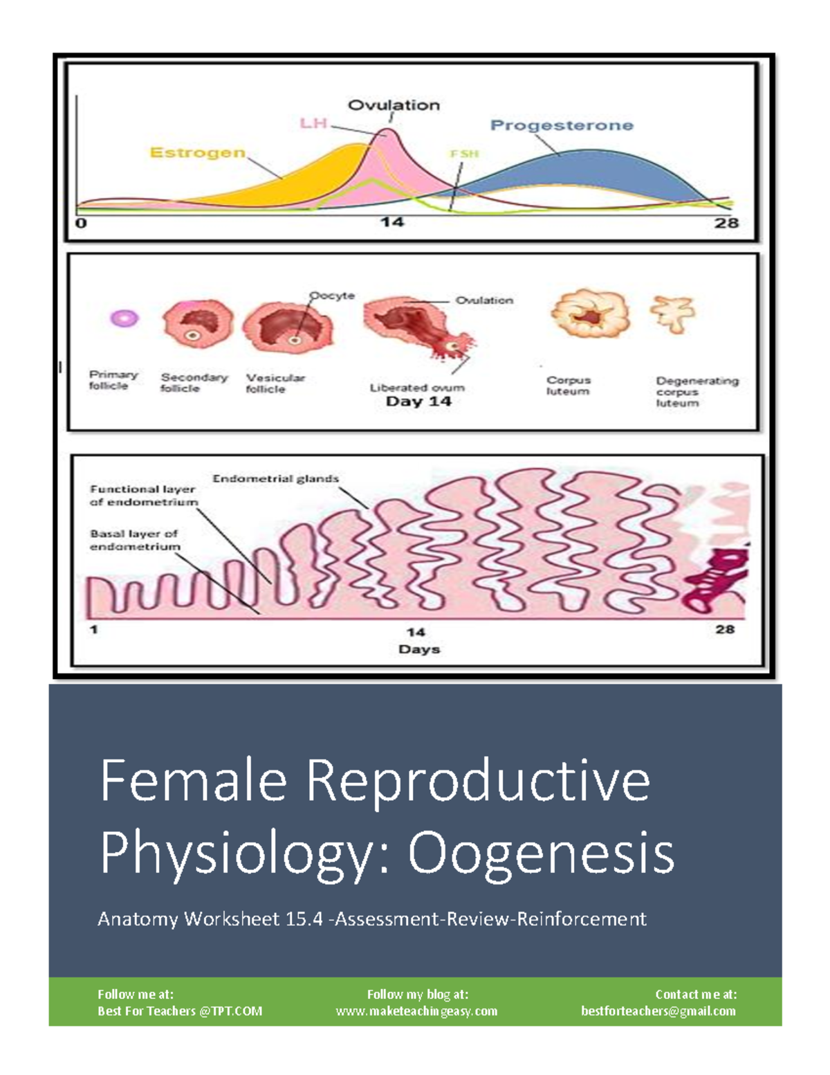 Worksheet 15.4: Physiology and Cycles of the Female Reproductive System ...