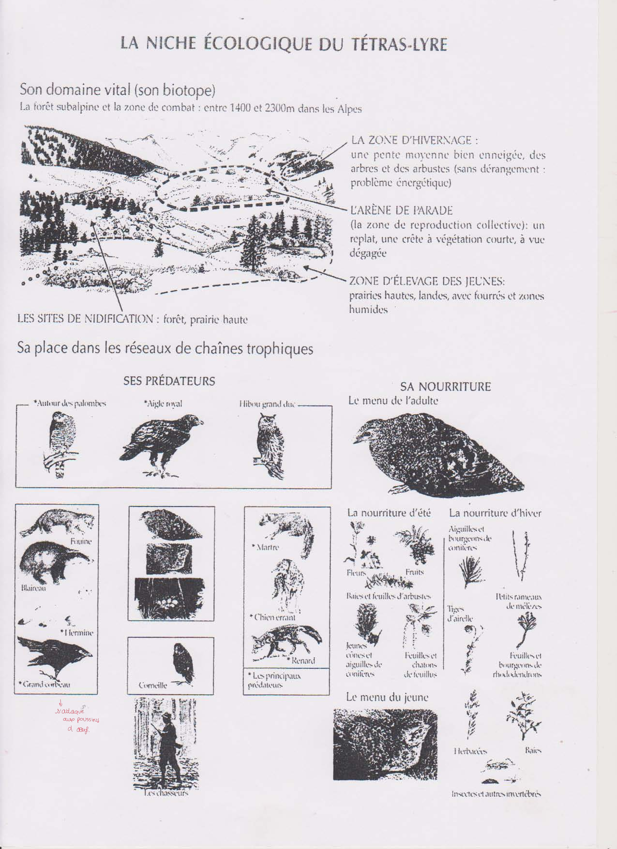 Étude sur la Niche Écologique des Oiseaux en Forêt Subalpine (Poly ...