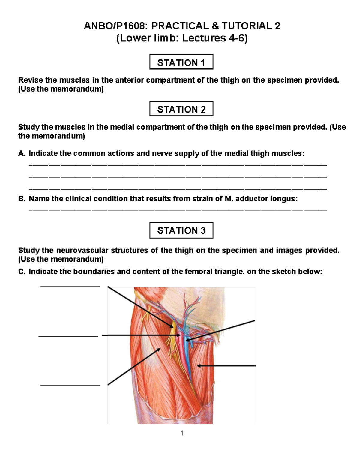 Tutorial 2 LL 2025 - Lower Limb Muscles and Neurovascular Structures ...