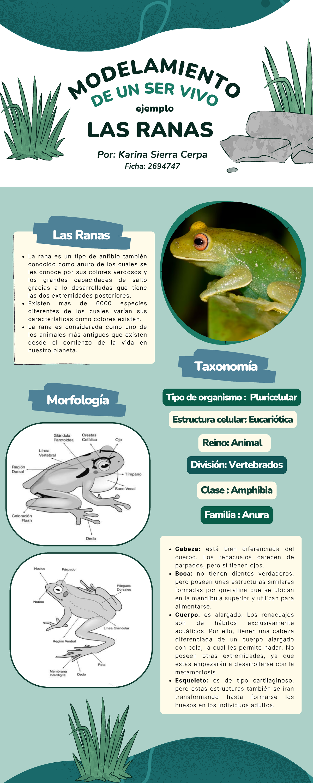 Infografía sobre el Modelo de Ser Vivo: Las Ranas - Karina Sierra ...