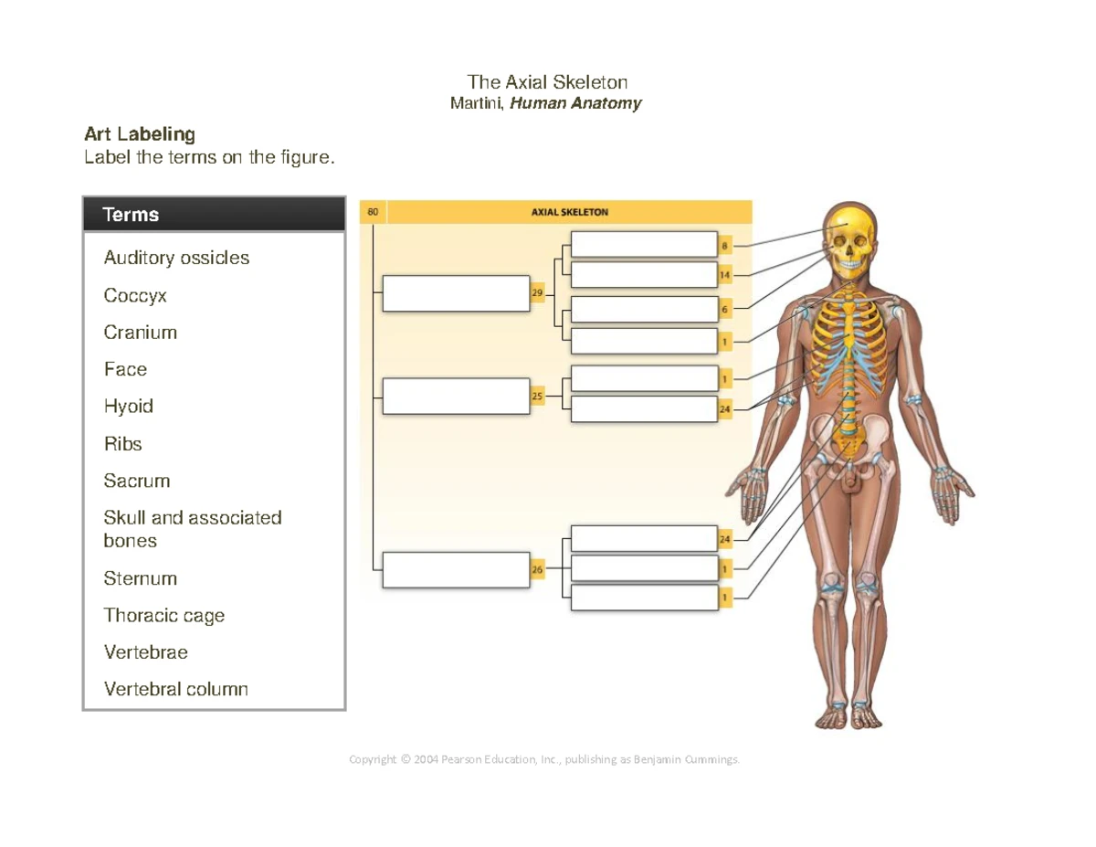 7 The Appendicular Skeleton - ap101 - The Appendicular Skeleton Martini ...