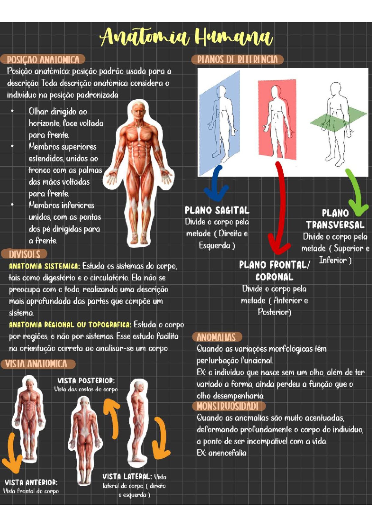 Anatomia - Toda descrição anatômica considera O individuo na posição ...