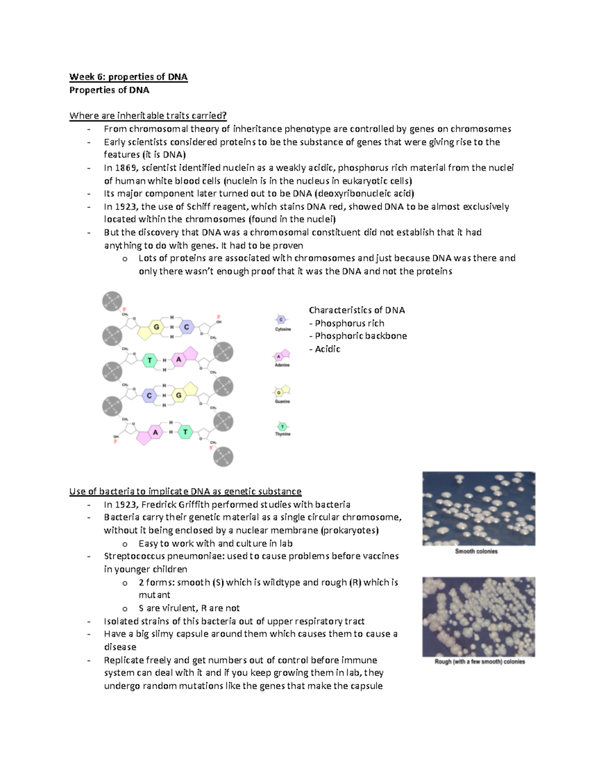 239 Course Notes - Lectures on DNA Properties and Replication - Studocu