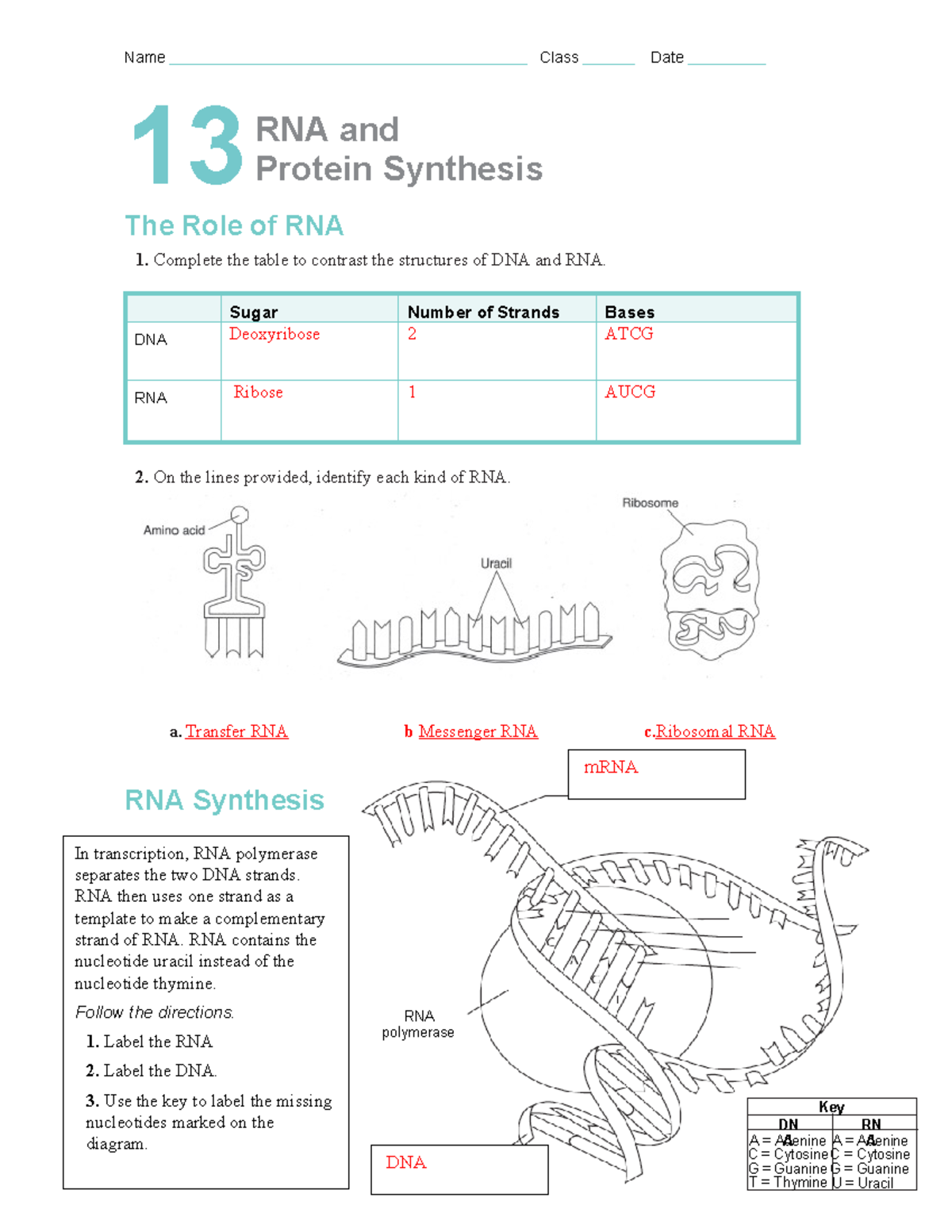 Protein Synthesis Diagram Labeled Answers
