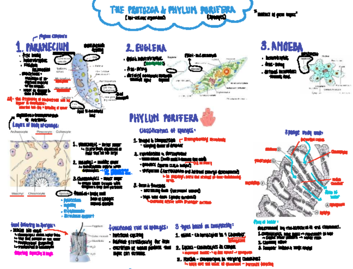 THEPRT Lecture Notes on Phylum Cnidaria and Related Classes - Studeersnel