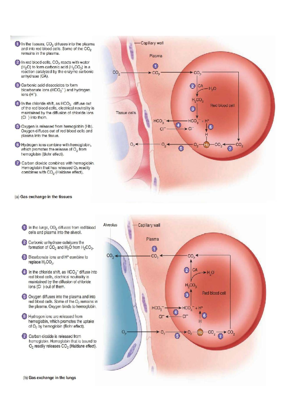 Gas Exchange in Tissues and Lungs: A Study on CO₂ and O₂ Dynamics - Studocu