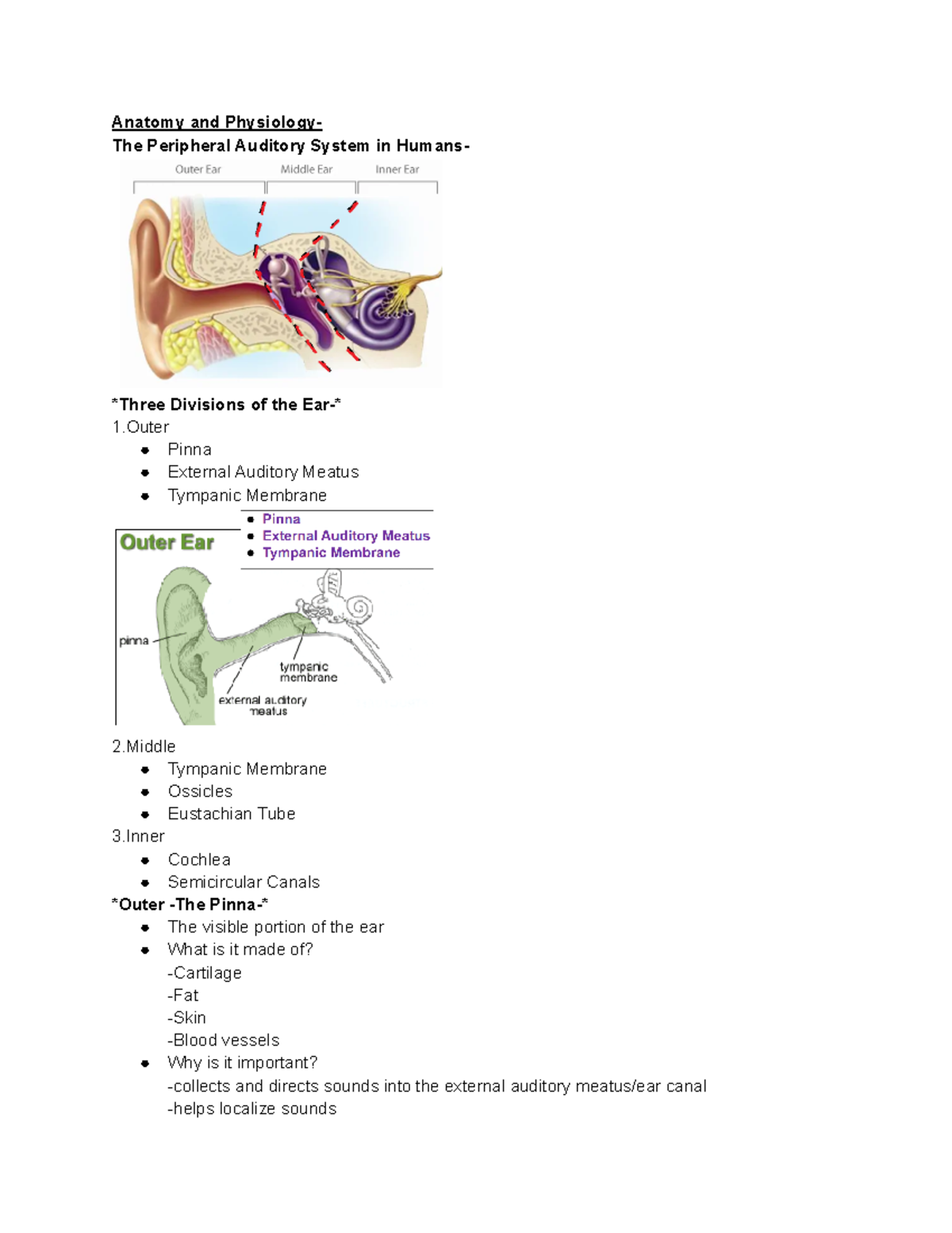 CSD 401 Audiology Report Writing: Peripheral Auditory System Overview ...