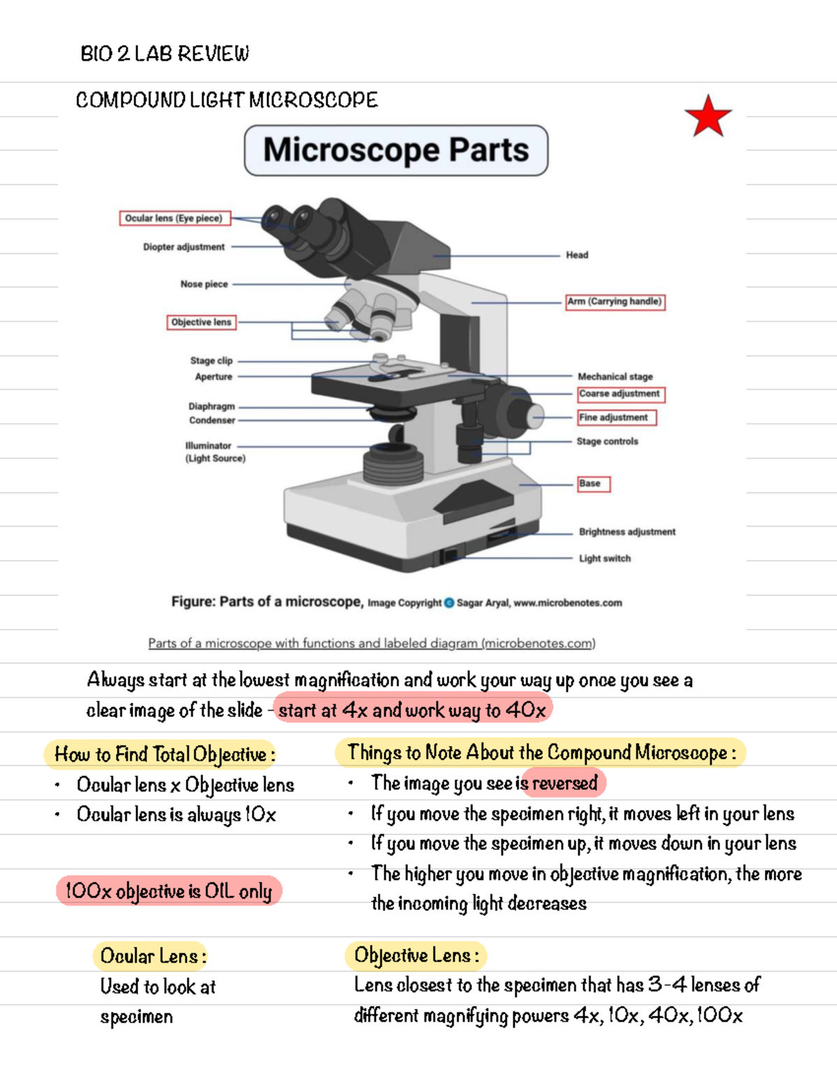BIO 2 LAB REVIEW: COMPOUND LIGHT MICROSCOPE & PLANT CLASSIFICATION ...
