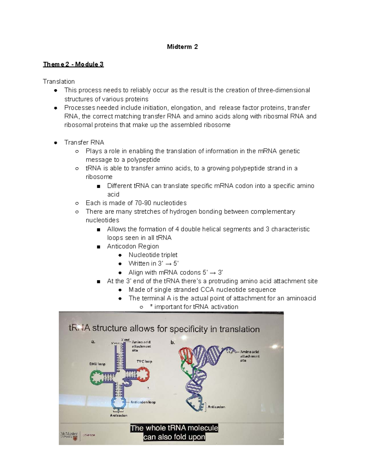 Biology Study Guide - Midterm 2: Translation & Gene Regulation - Studocu