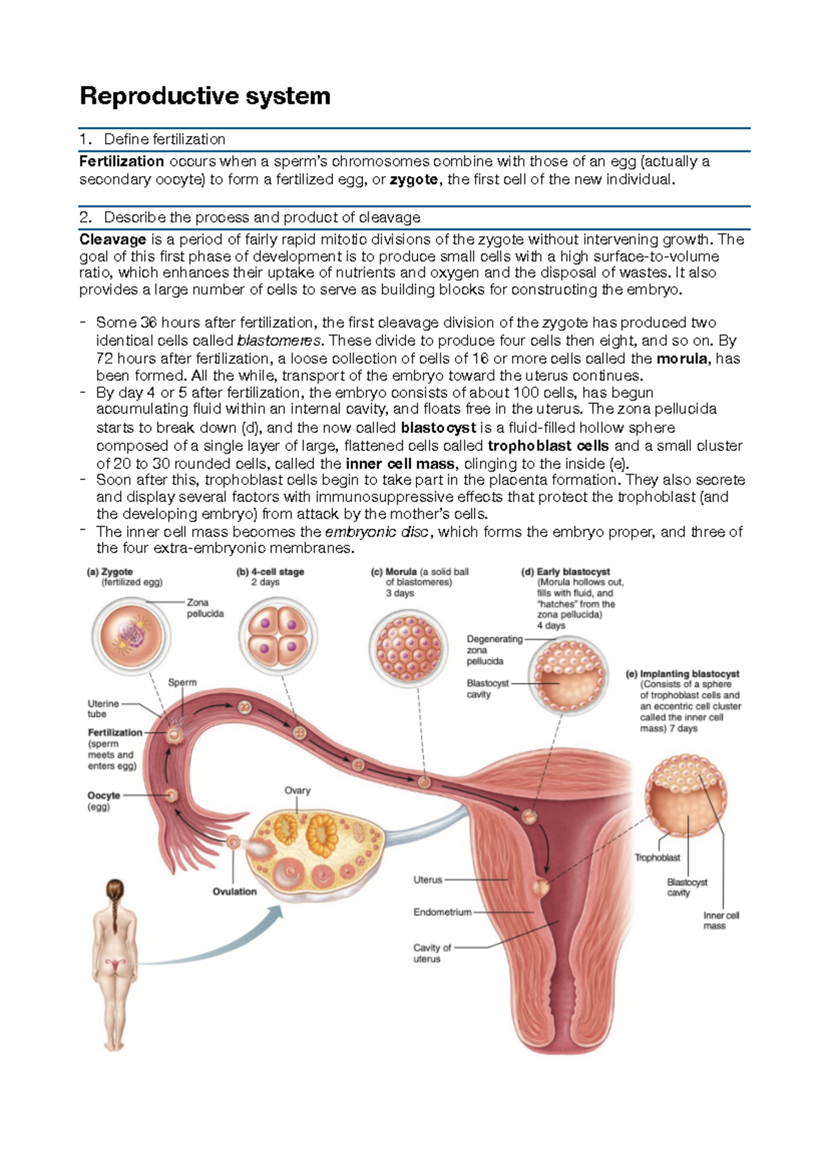 **Reproductive System (BIO 101) - Comprehensive Summary Notes ...