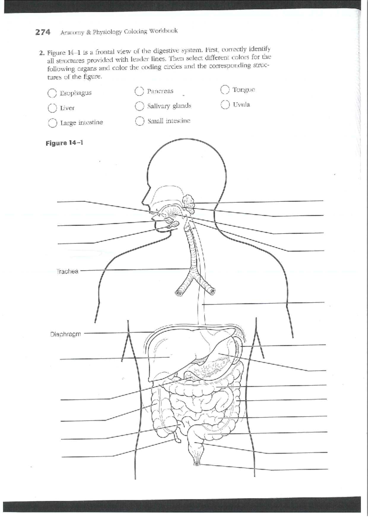 274 Anatomy Physiology Coloring Workbook: Digestive & Muscular Systems ...
