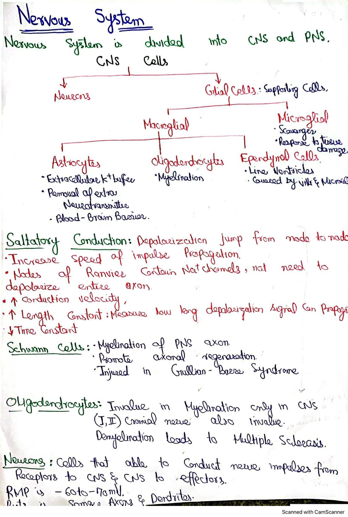 CNS Study Guide: Detailed Insights into the Nervous System Functions ...