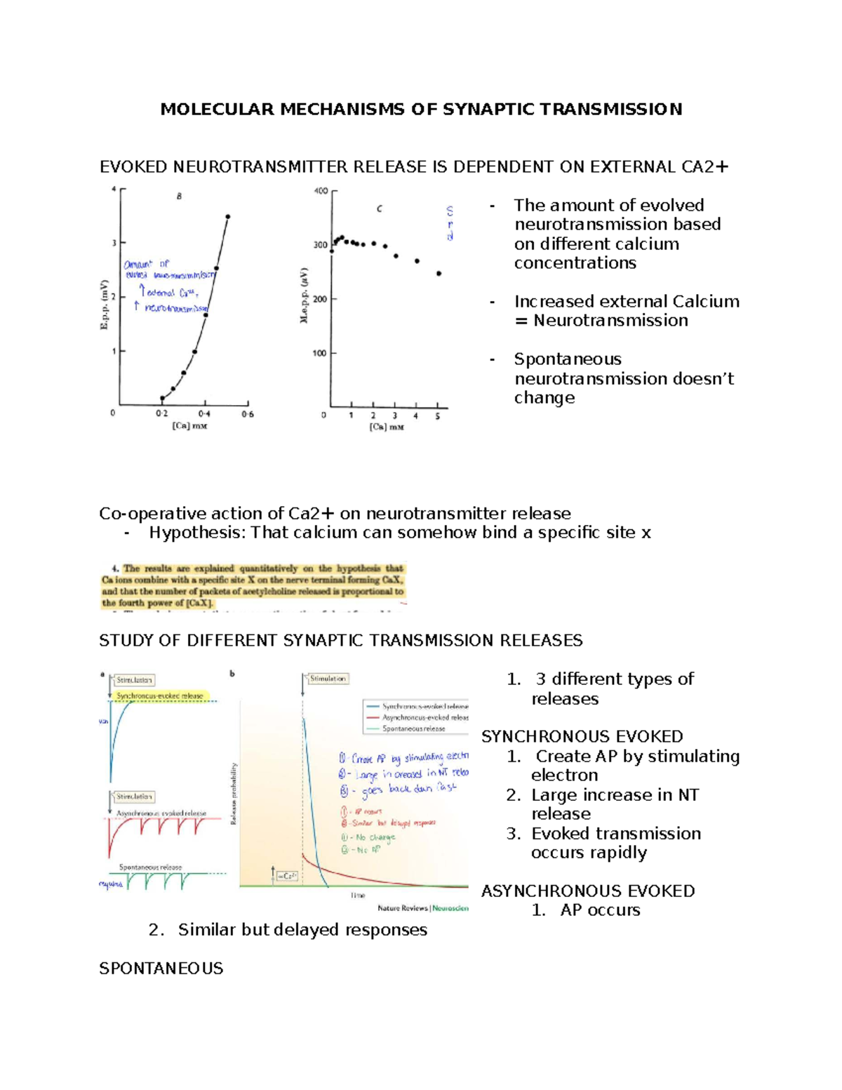Lecture 3 Neurobio: Mechanisms of Synaptic Transmission & NT Release ...