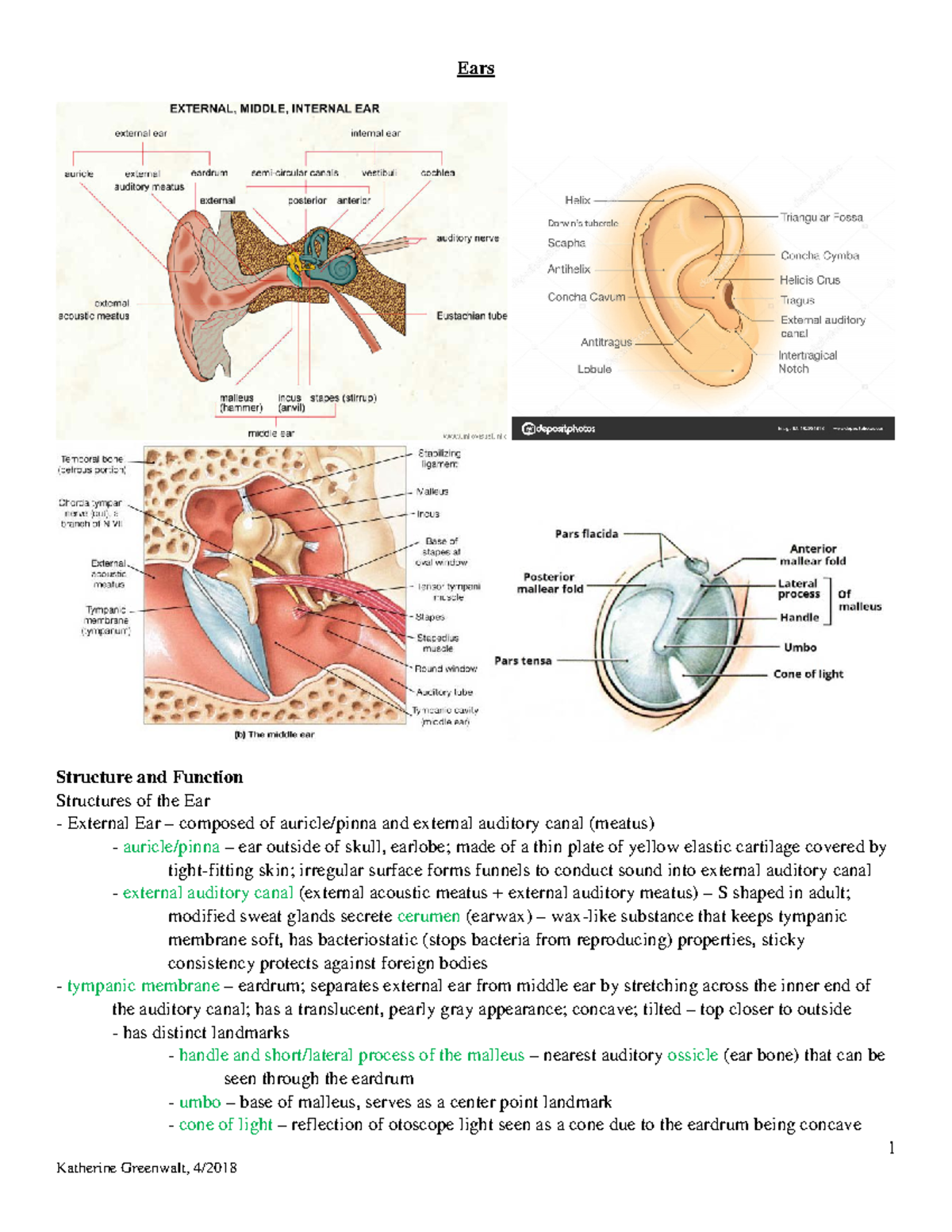 Anatomy and Function of the Ears: Structures and Assessments - Studocu