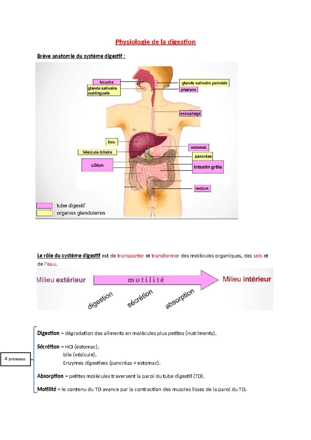 Physiologie de la digestion : Anatomie et Mécanismes Digestifs - Studocu