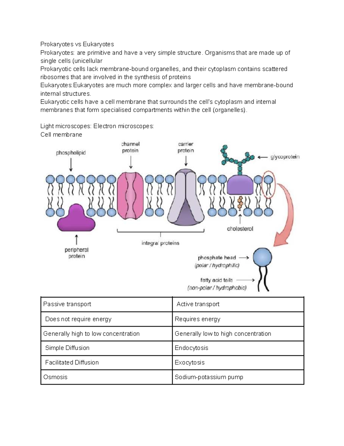 Biology Study: Prokaryotes vs Eukaryotes Overview (BIO) - Studocu