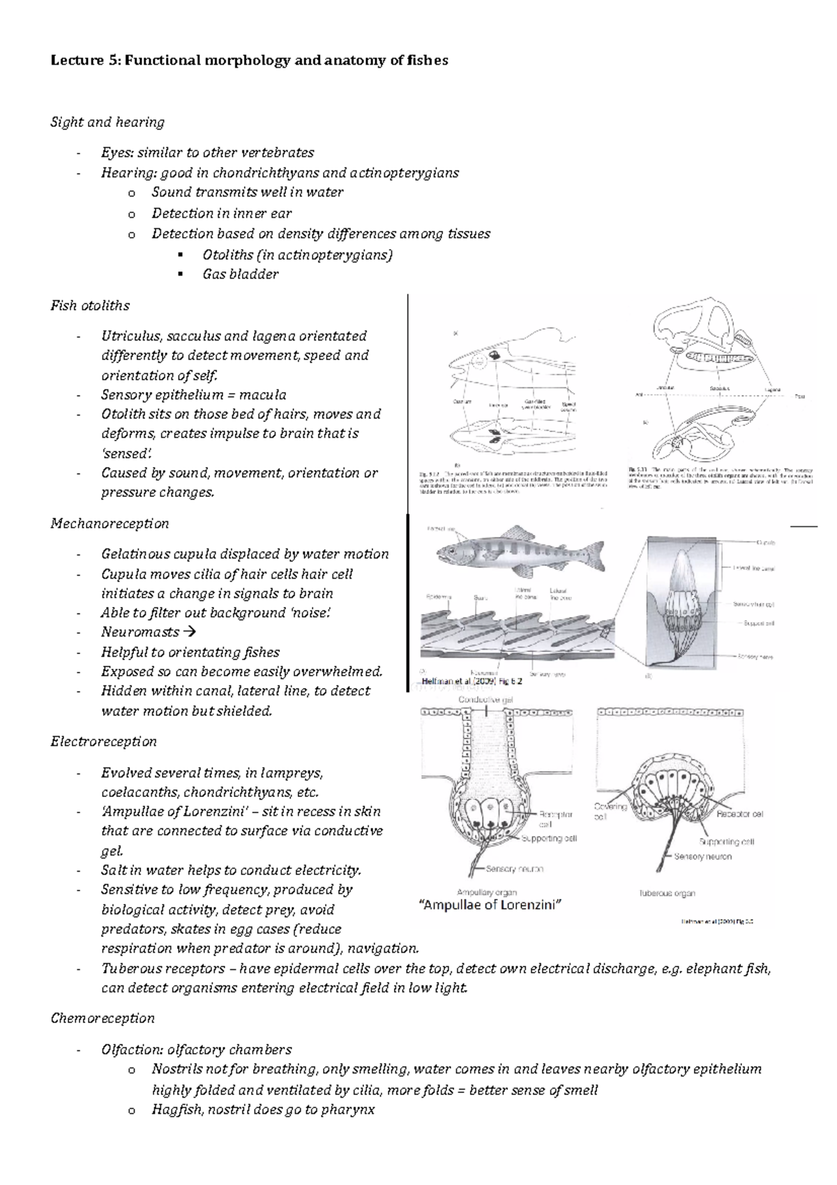 Lecture 5: Anatomy and Functional Morphology of Fishes - Studocu