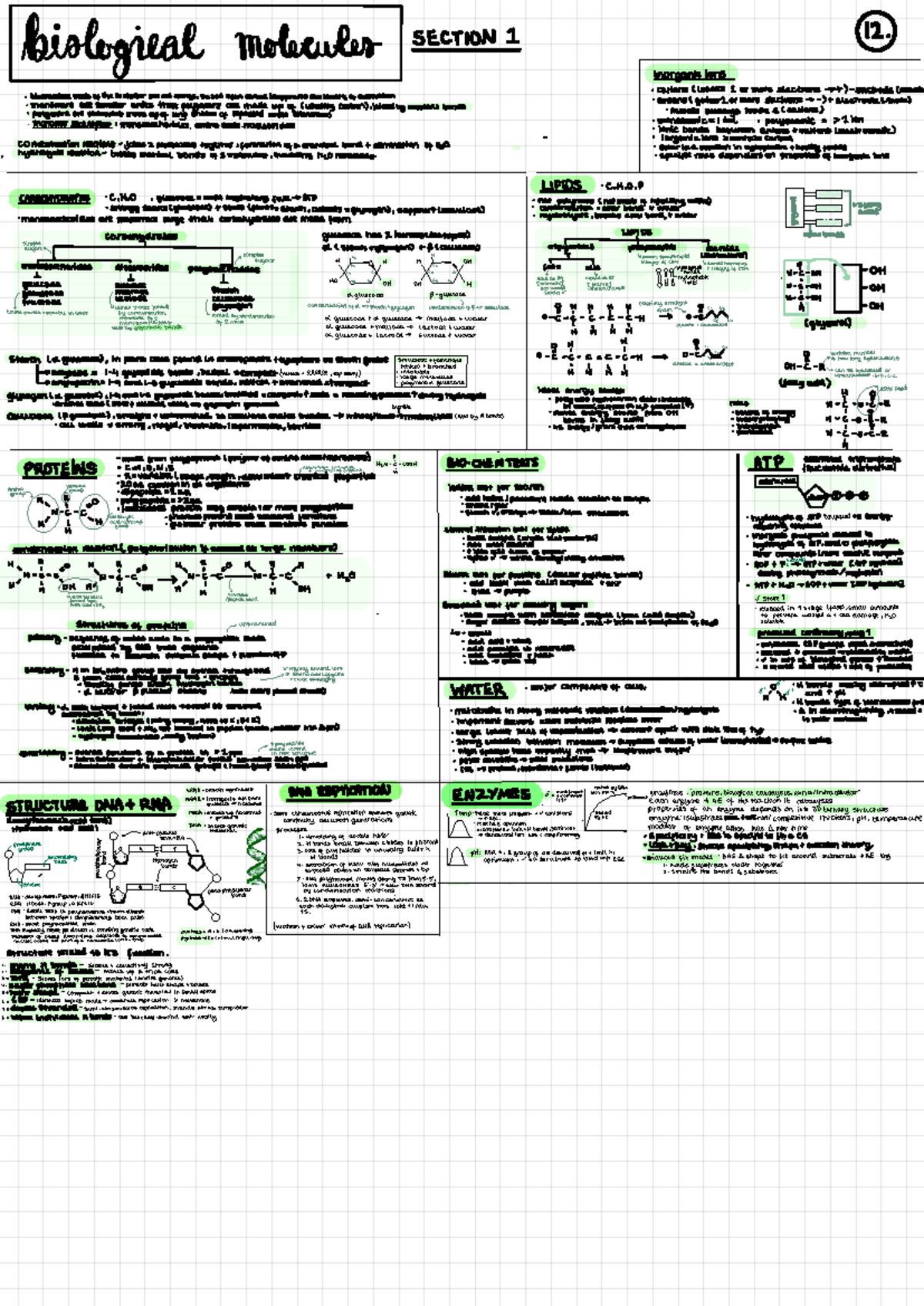 A-Level Biology Notes - Topic 1: Key Concepts for Top Marks - Studocu