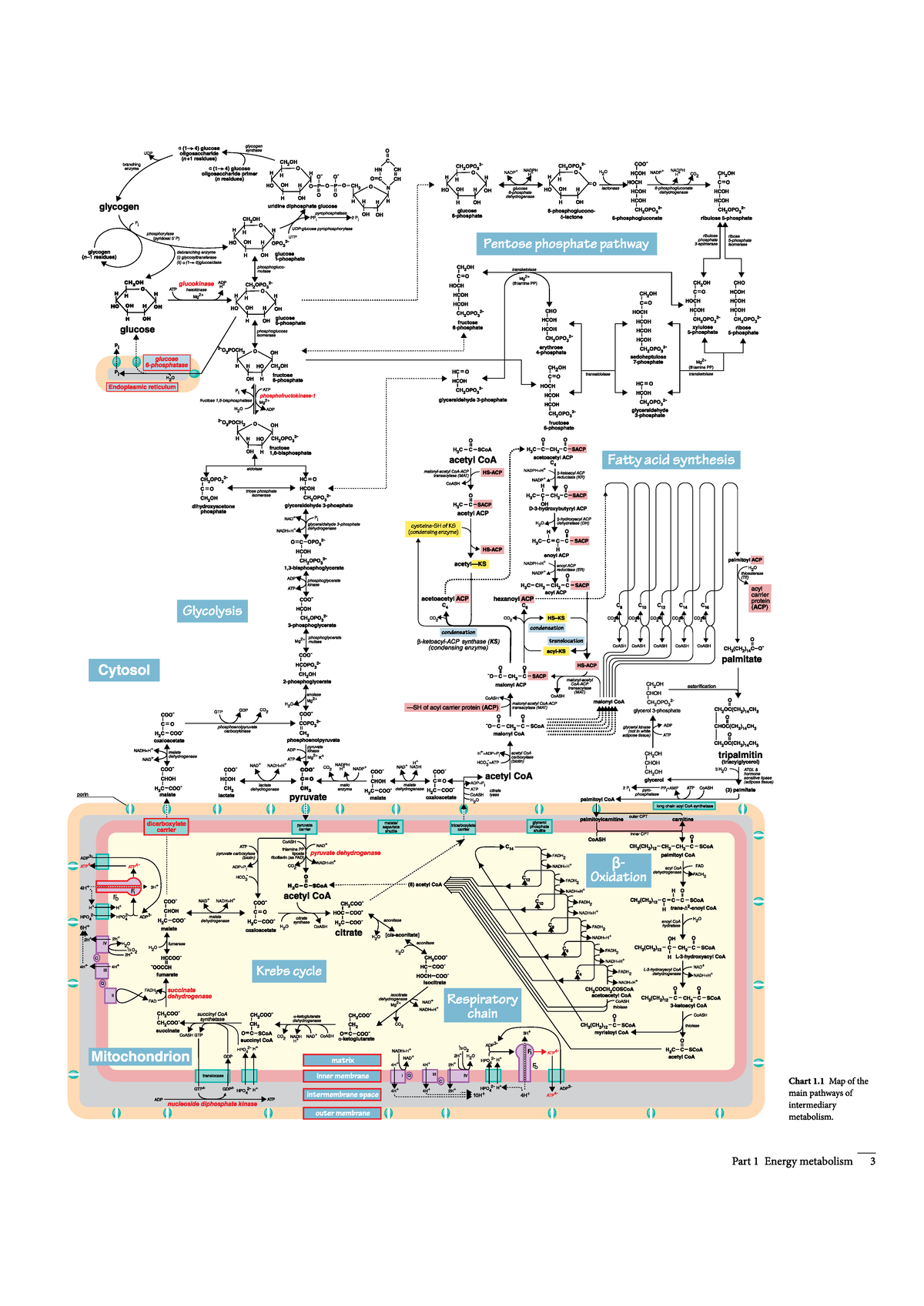 Metabolic Pathways Overview: A3 Energy Metabolism Insights - Studeersnel