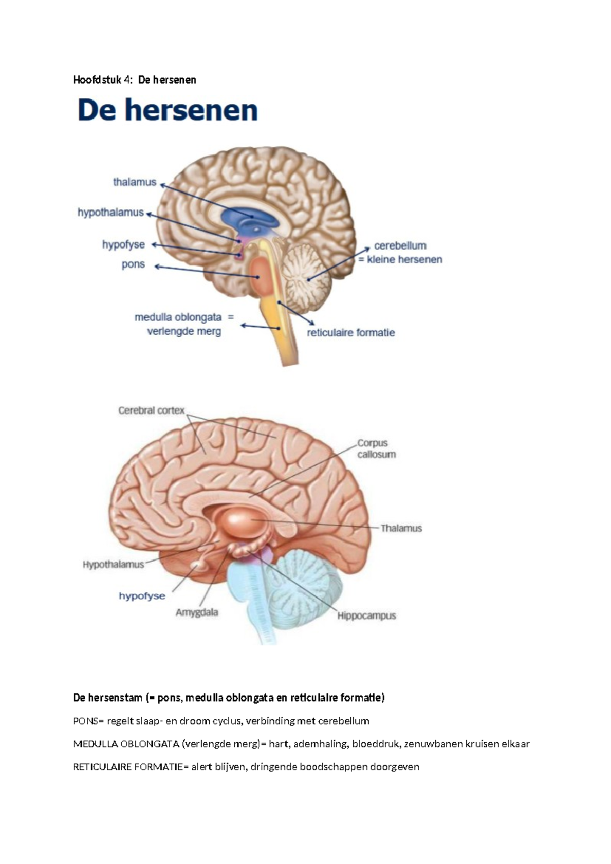Hoofdstuk 4: De Hersenen in Gedragsbiologie - Functies en Structuren ...