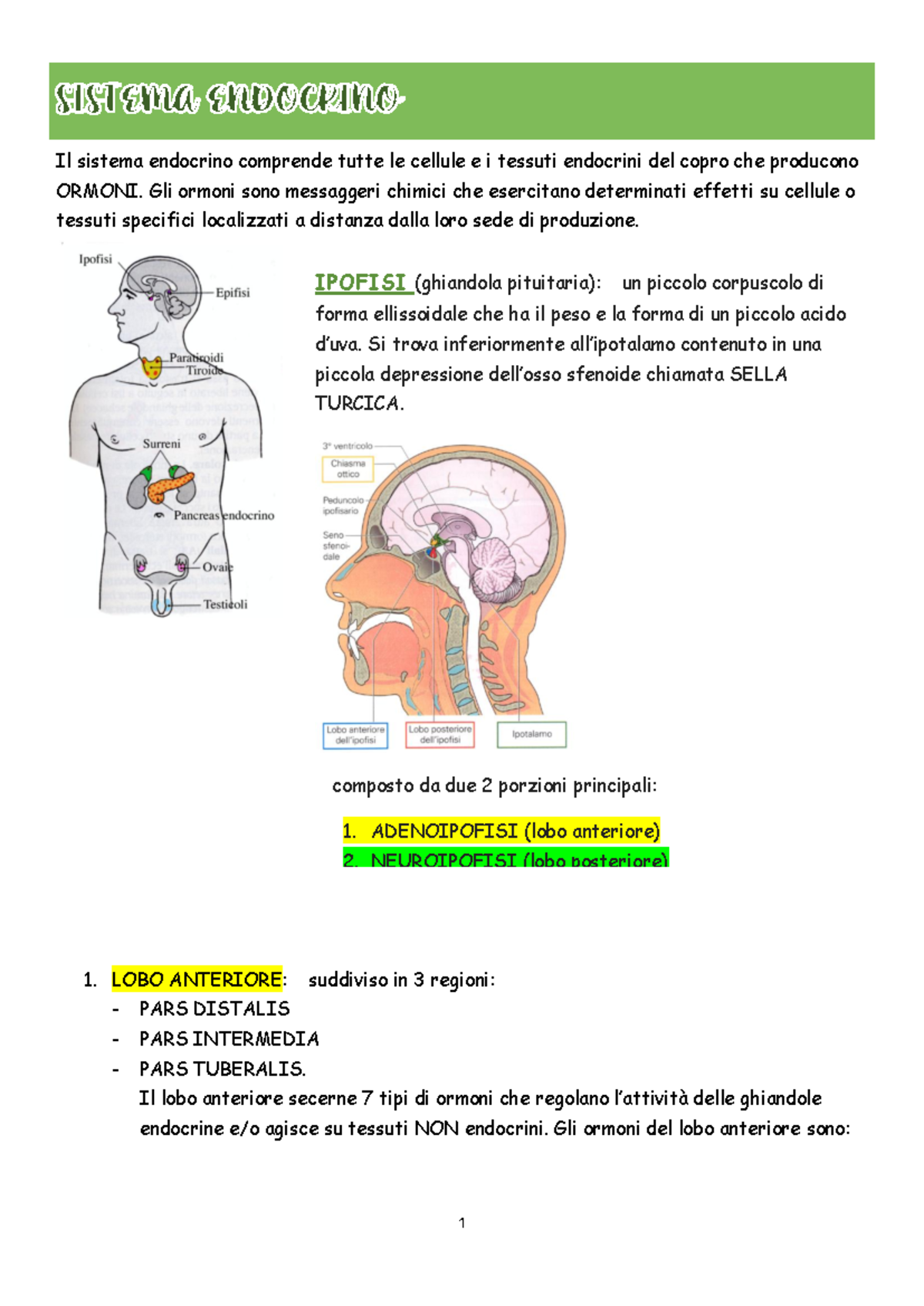 Anatomia Umana: Sistema Endocrino e Funzioni Ormonali - Document Preview