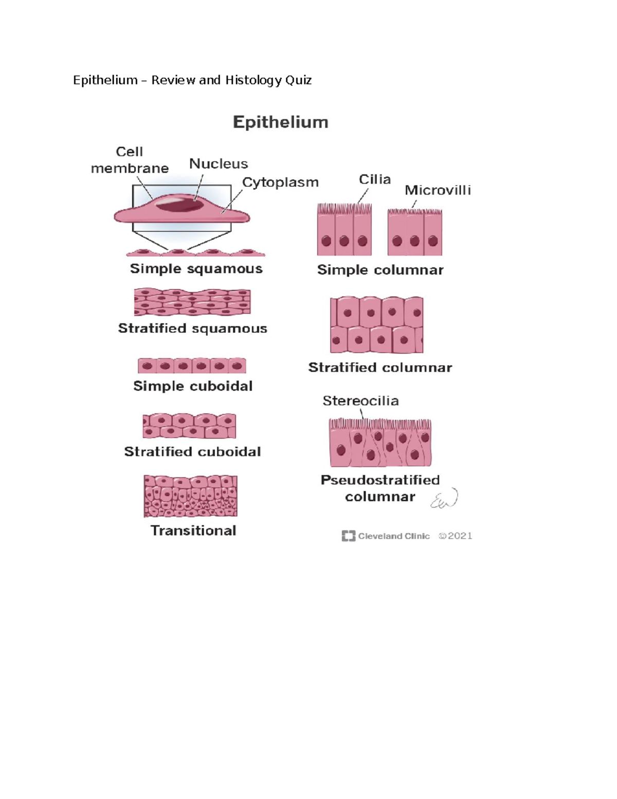 Tissue Types Practice Questions - BIOL-1112 - Epithelium – Review and ...
