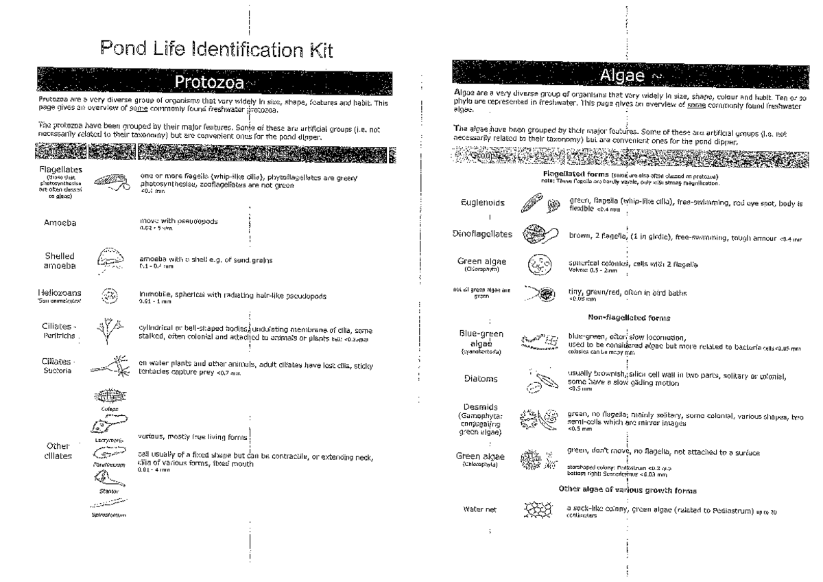 Pond Life Identification Kit: Freshwater Protozoa & Algae Overview ...