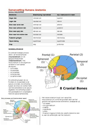 Humane anatomie - Humane anatomie Terminologie Figuur 1: Transversaal ...