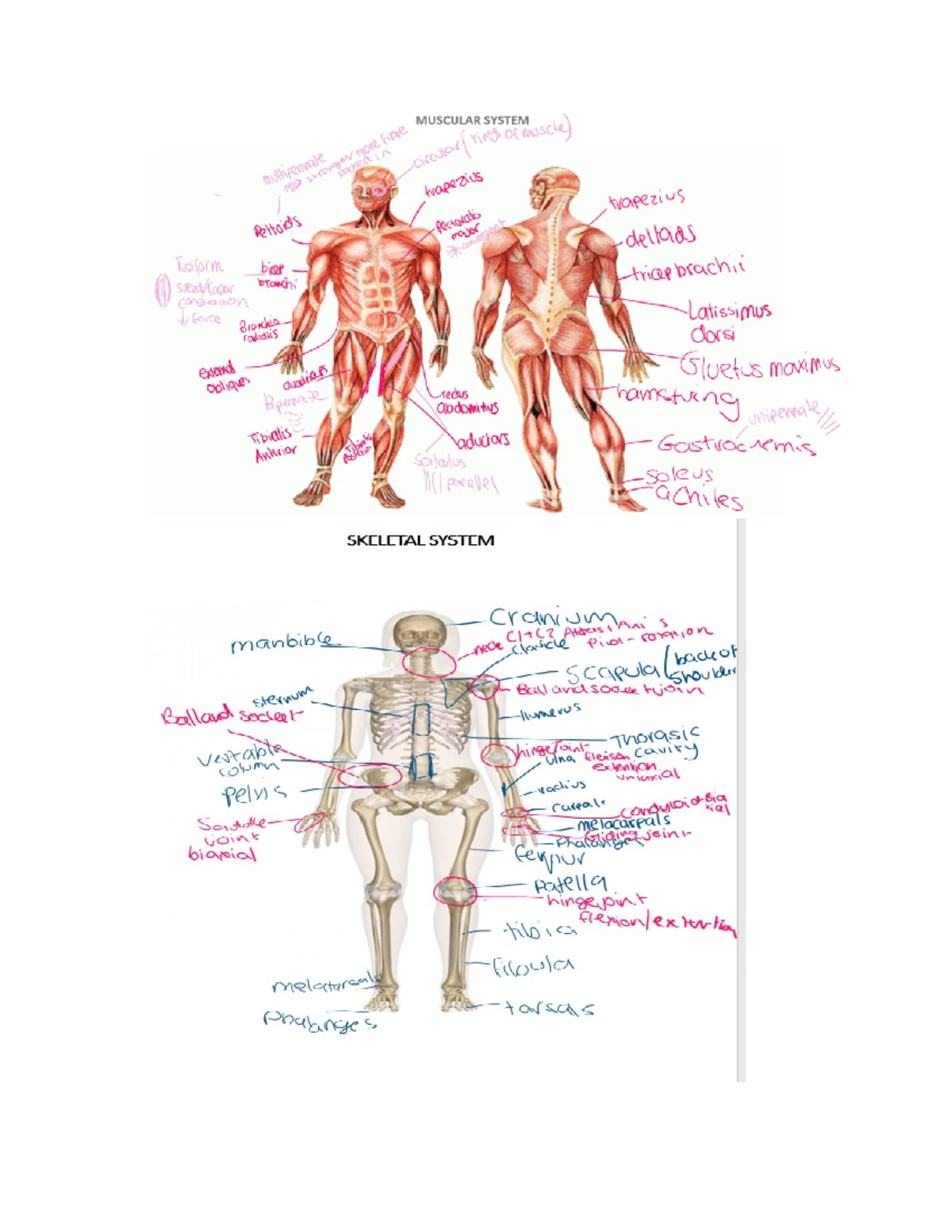 Key Knowledge Test - VCE PE Unit 1 AOS 1 Term 2 - Studocu