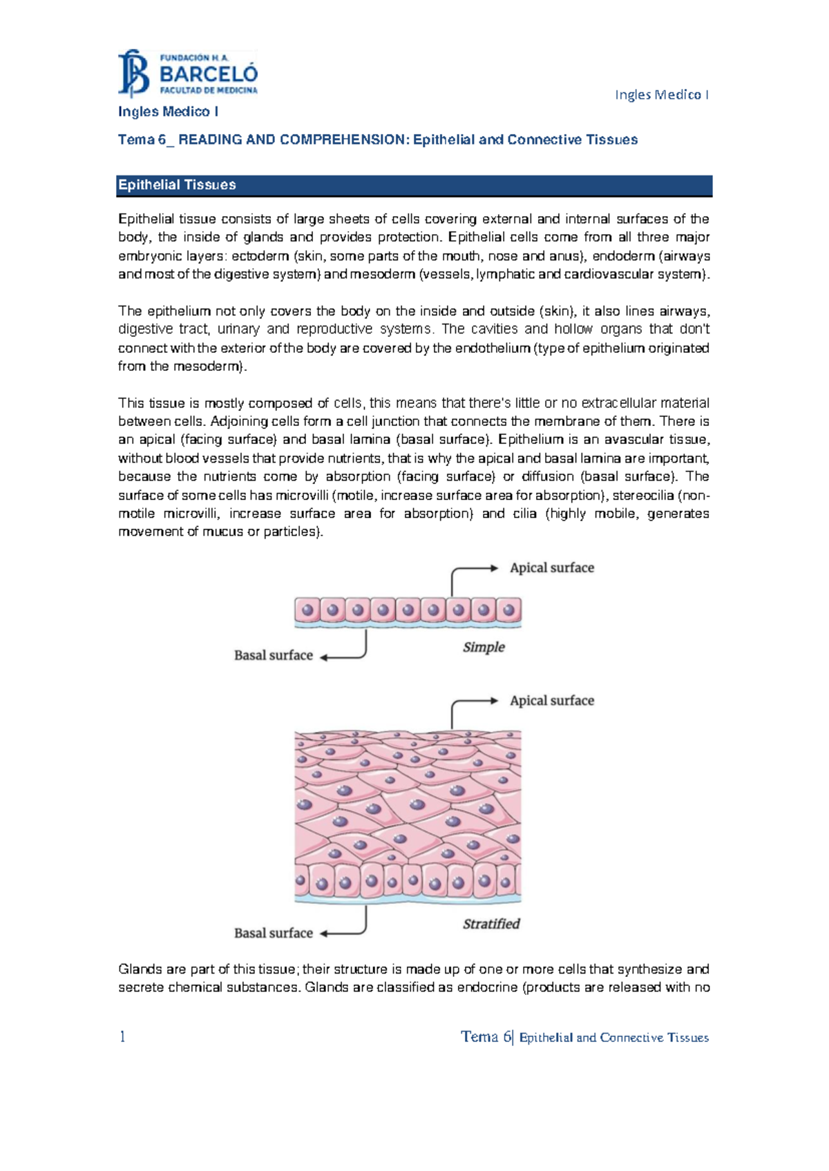 IM1 Tema 6: Epithelial and Connective Tissues Overview - Studocu