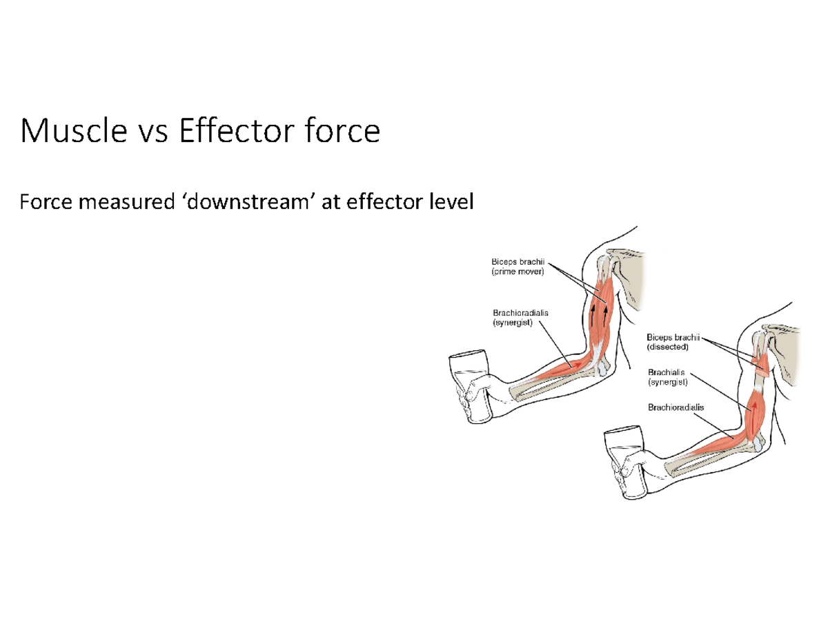 HK3600 Lecture: Muscle vs Effector Force Mechanics Explained - Studocu