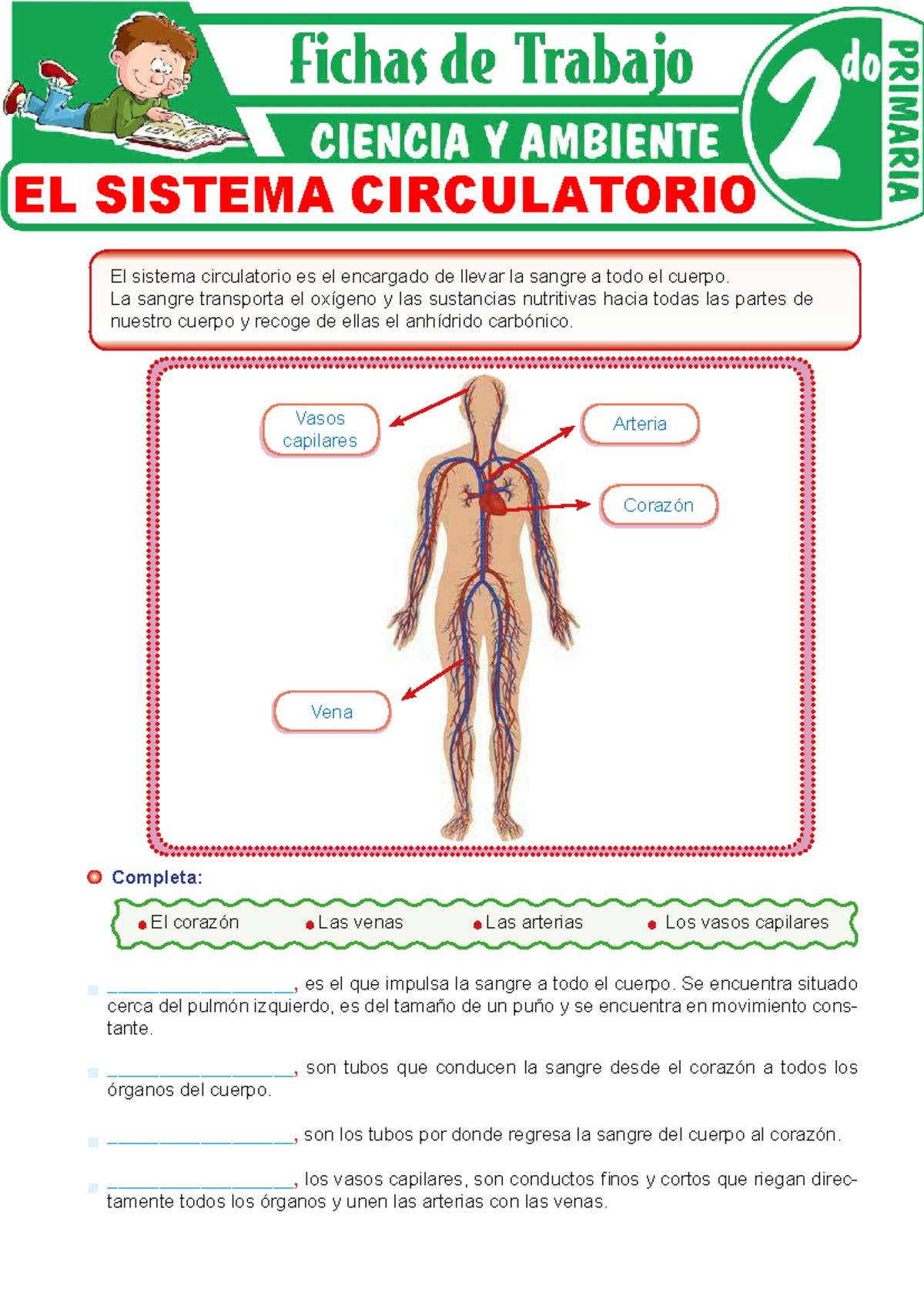 Sistema Circulatorio: Guía Educativa para Segundo Grado de Primaria ...