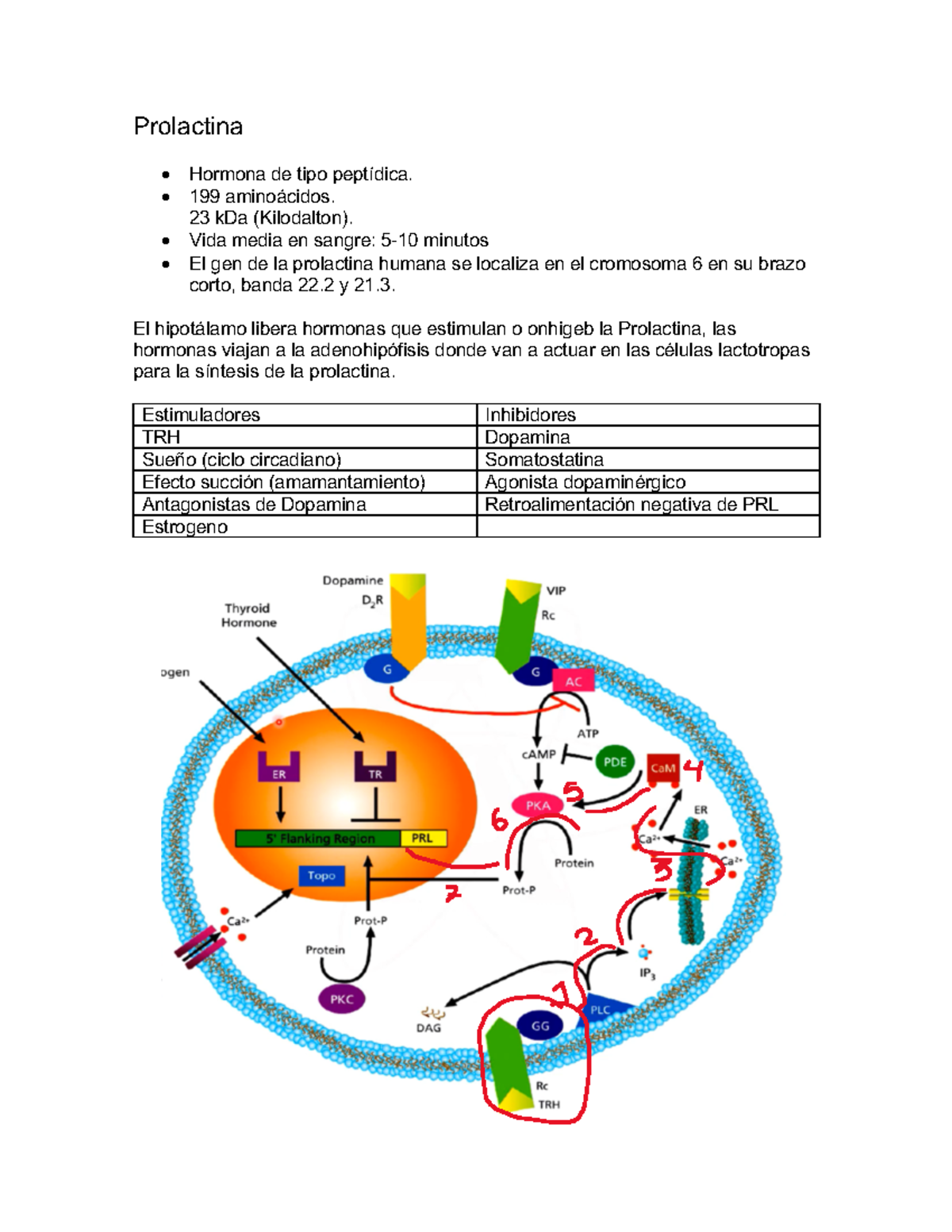 Prolactina y Cortisol - Prolactina Hormona de tipo peptídica. 199 ...