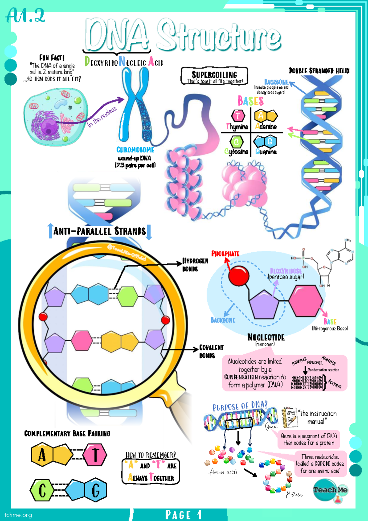 DNA & RNA: Key Concepts and Structures - IB Biology SL Notes - Studocu