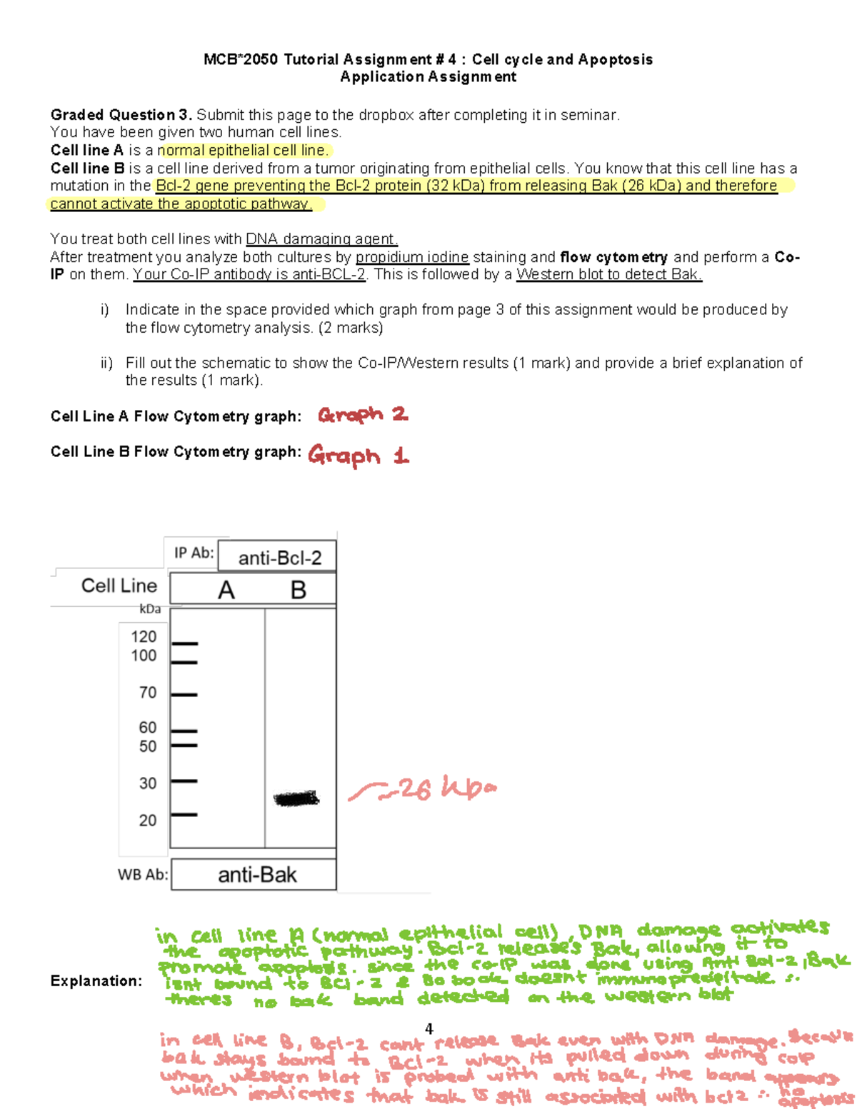 Seminar 4: Cell Cycle & Apoptosis - Tutorial Assignment 4 Analysis ...