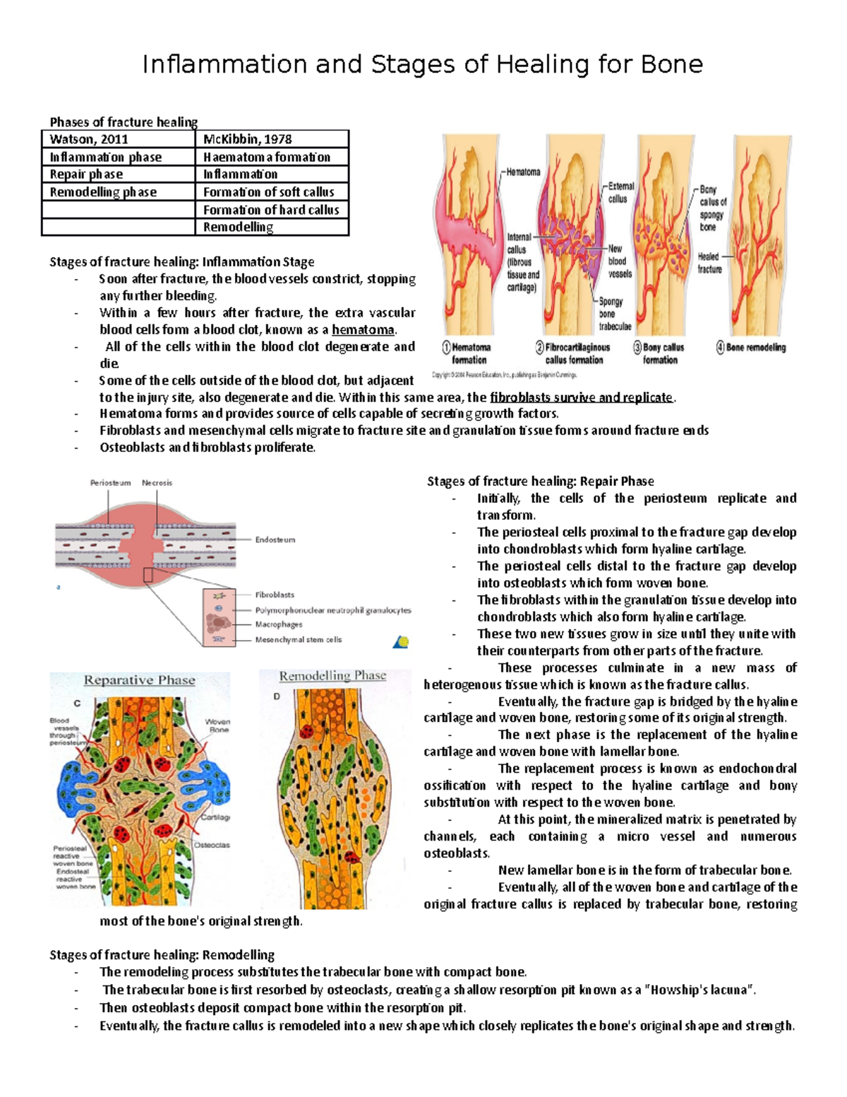 5. Inflammation and Healing Stages of Bone Fractures: Phases Explained ...