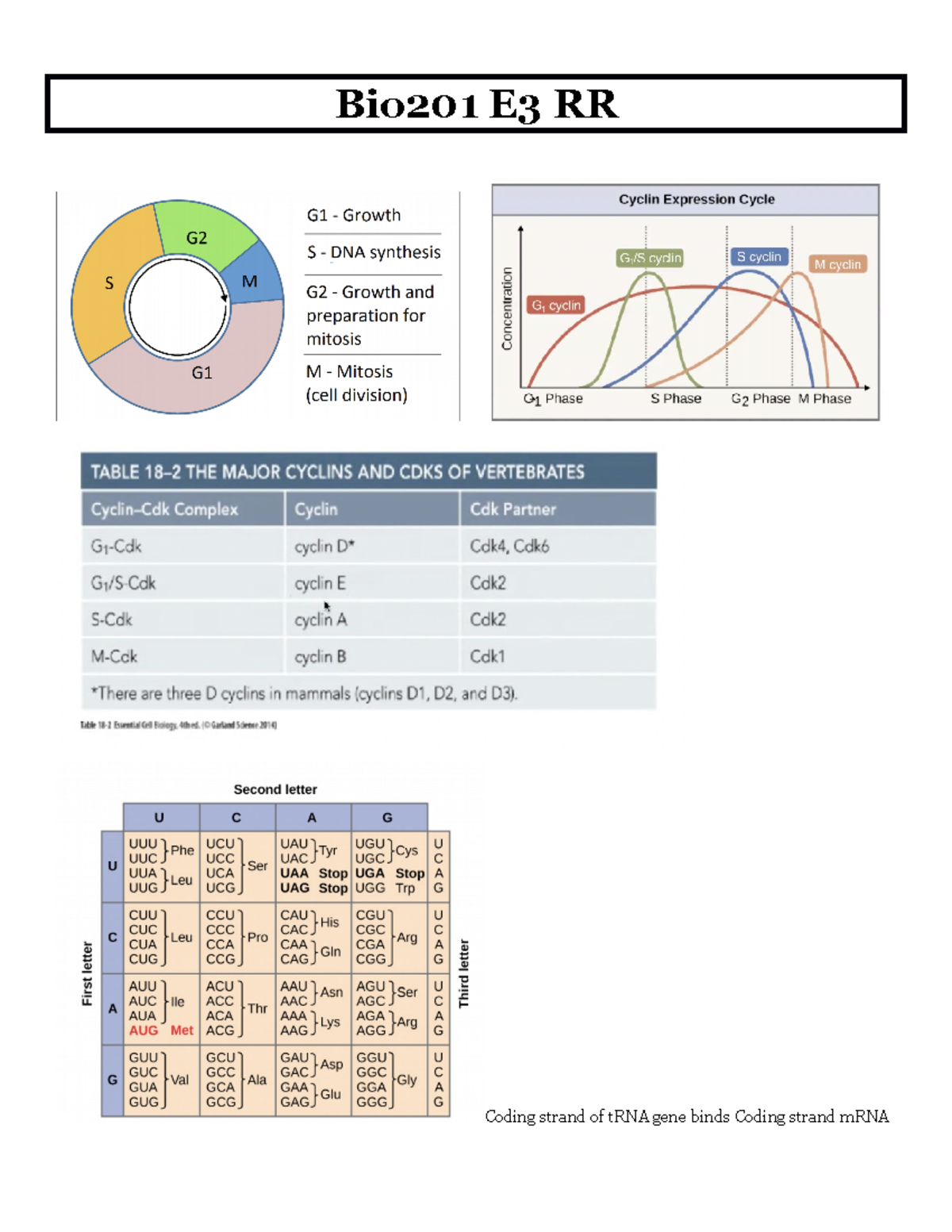 Bio 201 E3 RR - exam 3 notes - Bio201 E3 RR Coding strand of tRNA gene ...