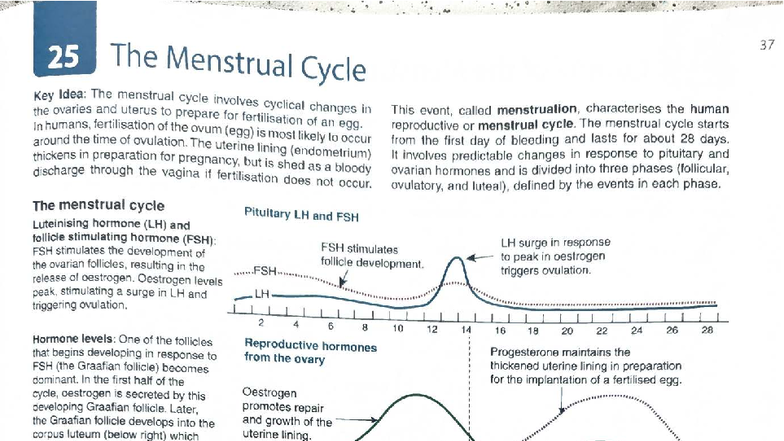 BZ5 25 Menstrual Cycle Overview and Hormonal Regulation - Studocu