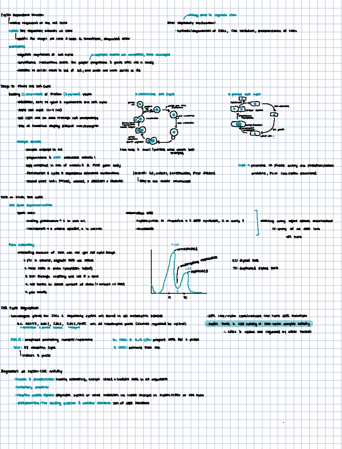 Cell Cycle Regulation: Kinases, Cyclins, and Checkpoints - Studocu