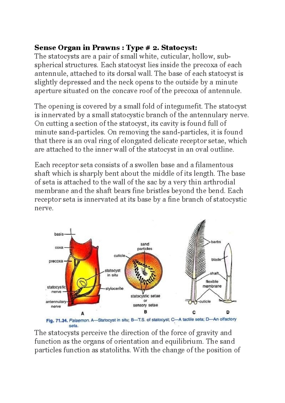Statocyst Structure and Function in Prawns: A Detailed Study - Studocu