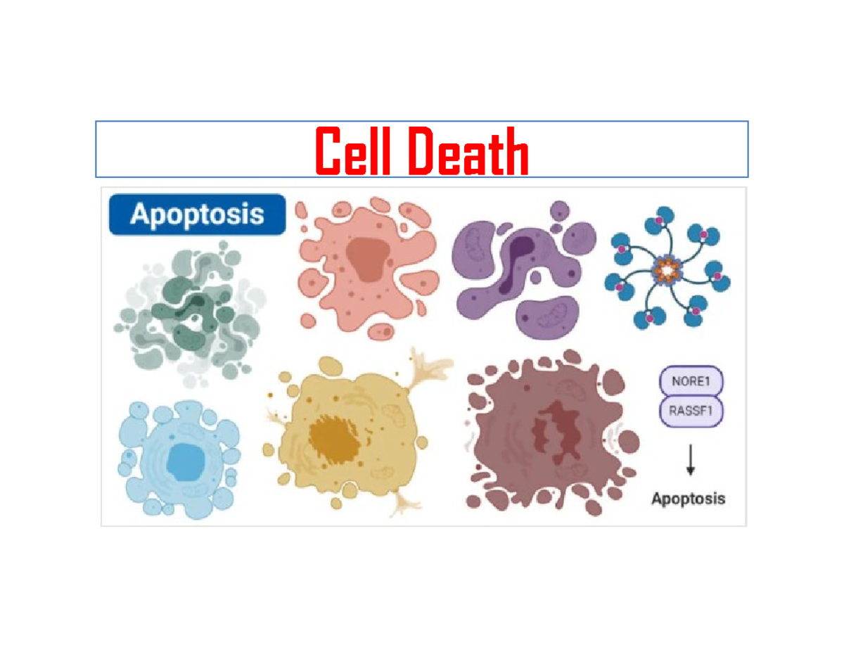 Unit IV: Cell Death and Differentiation - Comprehensive Study Notes ...
