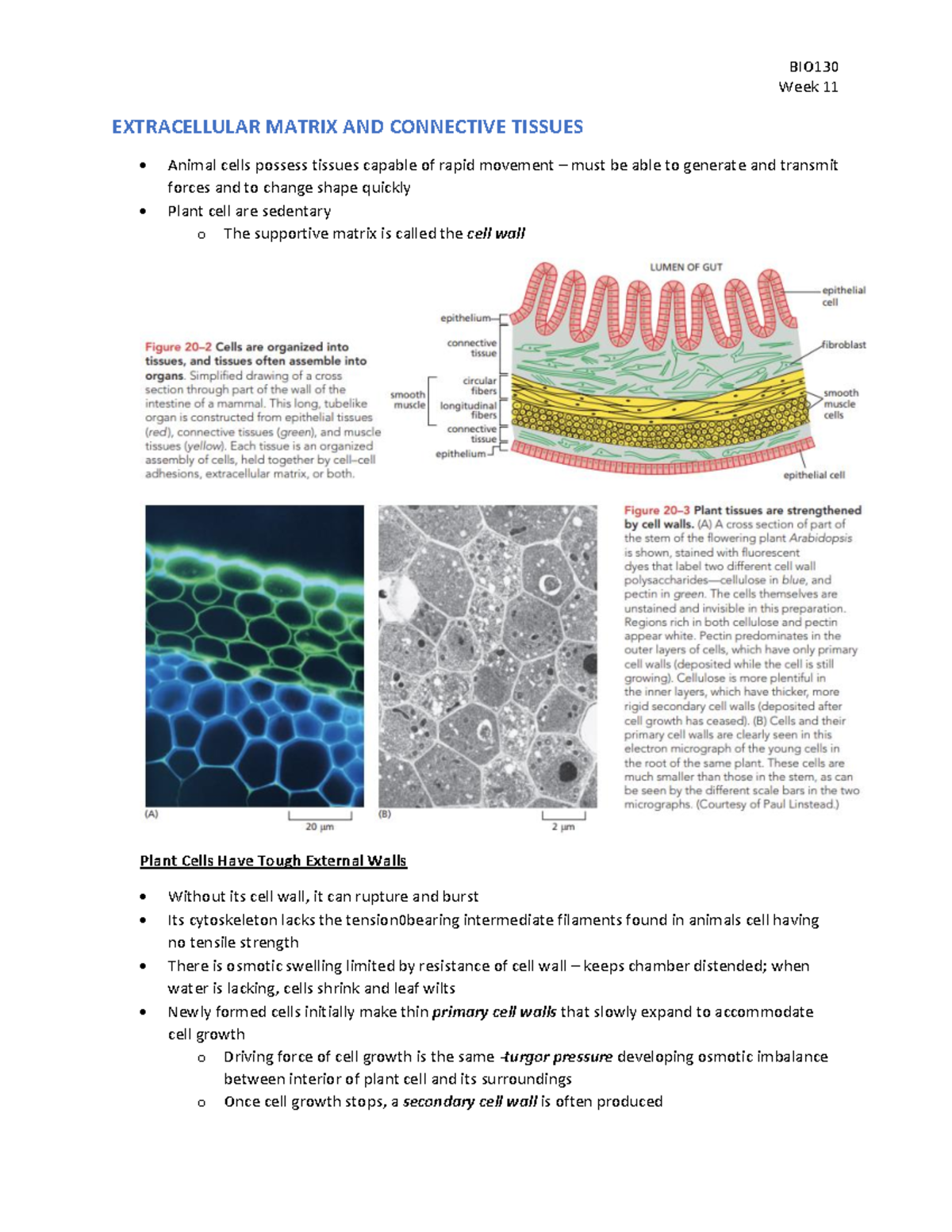 BIO130 Week 11 Extracellular Matrix and Connective Tissues - Studocu