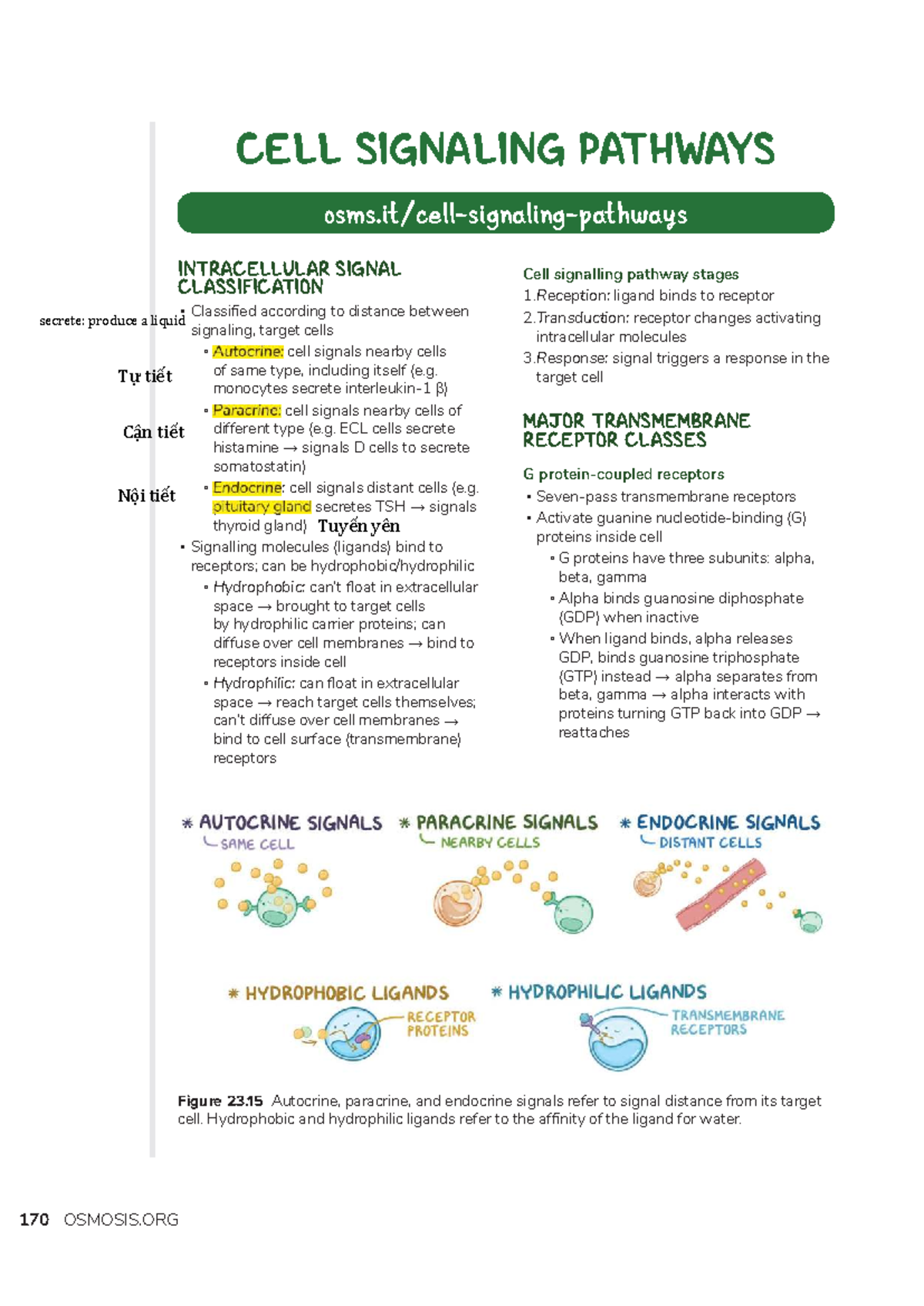 CELL SIGNALING PATHWAYS: INTRACELLULAR SIGNAL CLASSIFICATION - Studocu