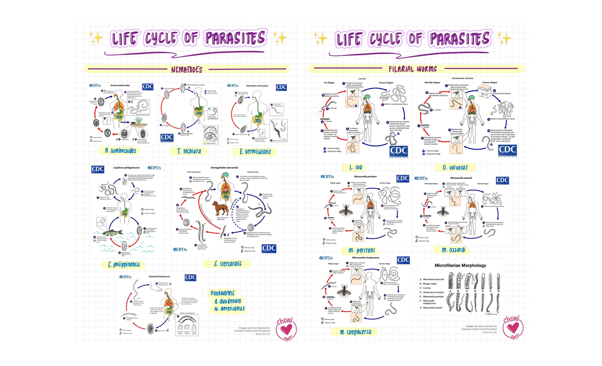 Life Cycle Exploration of Parasites: A Comprehensive Study - Studocu